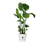 greenville round 30cm white